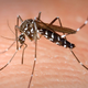 Una hembra de mosquito tigre en acción. Foto: Wikipedia